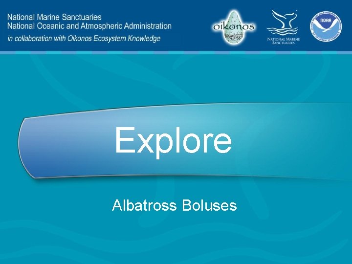 Explore Albatross Boluses 
