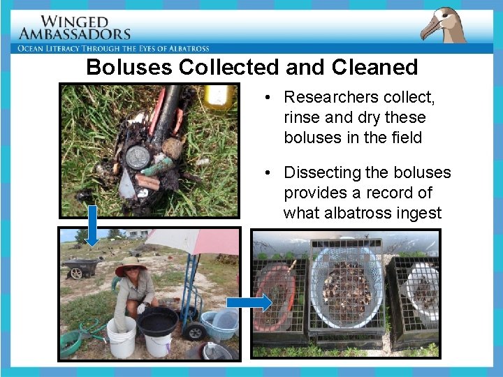 Boluses Collected and Cleaned • Researchers collect, rinse and dry these boluses in the