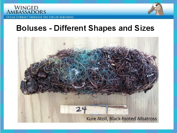 Boluses - Different Shapes and Sizes 