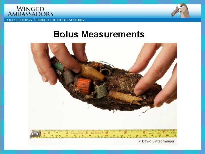 Bolus Measurements 