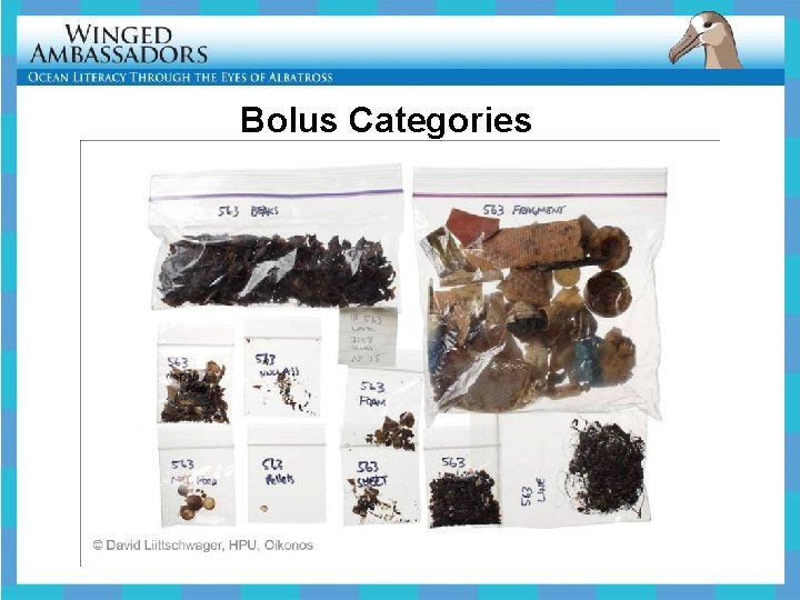 Bolus Categories 