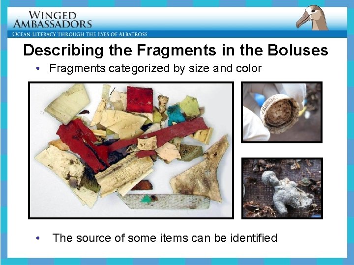 Describing the Fragments in the Boluses • Fragments categorized by size and color •