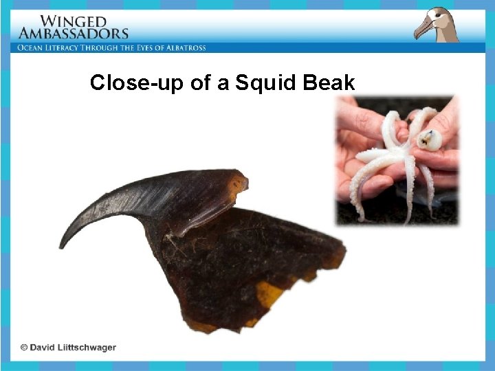 Close-up of a Squid Beak 