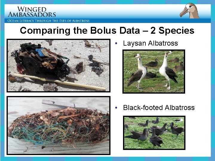 Comparing the Bolus Data – 2 Species • Laysan Albatross • Black-footed Albatross 