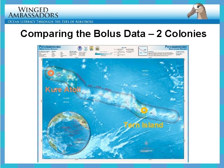Comparing the Bolus Data – 2 Colonies Kure Atoll Tern Island 