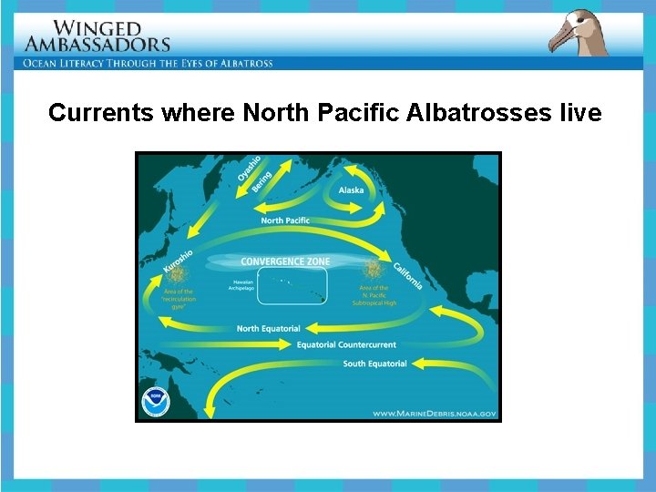 Currents where North Pacific Albatrosses live 