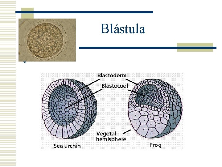 Blástula w 