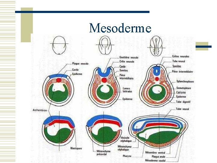 Mesoderme w 