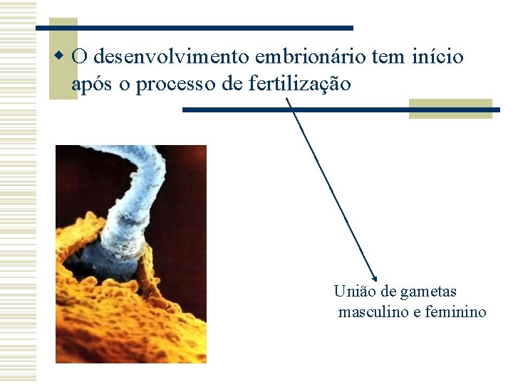 w O desenvolvimento embrionário tem início após o processo de fertilização União de gametas