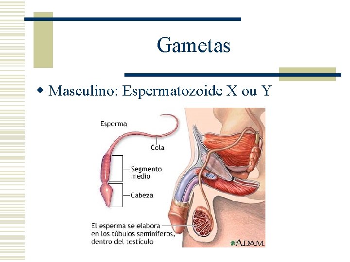 Gametas w Masculino: Espermatozoide X ou Y 