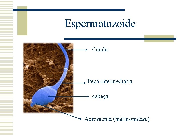 Espermatozoide Cauda Peça intermediária cabeça Acrossoma (hialuronidase) 