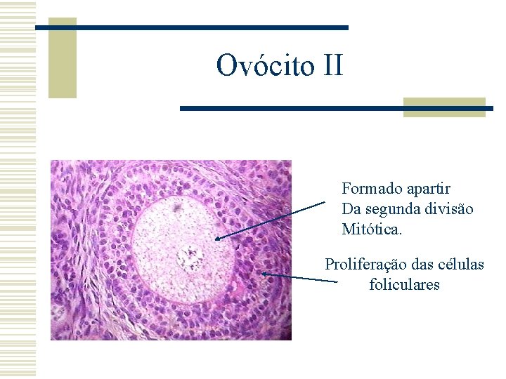 Ovócito II Formado apartir Da segunda divisão Mitótica. Proliferação das células foliculares 