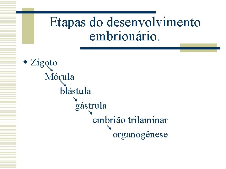 Etapas do desenvolvimento embrionário. w Zigoto Mórula blástula gástrula embrião trilaminar organogênese 