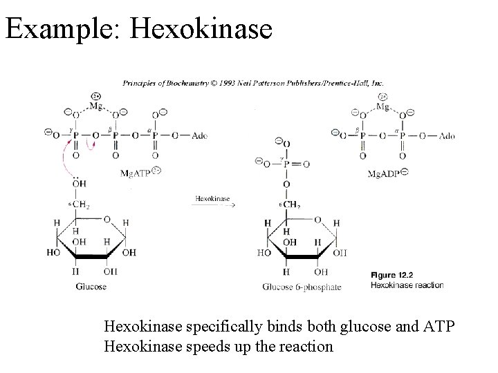 Example: Hexokinase specifically binds both glucose and ATP Hexokinase speeds up the reaction 