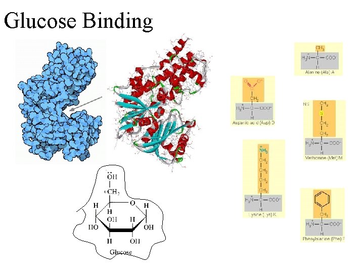 Glucose Binding 