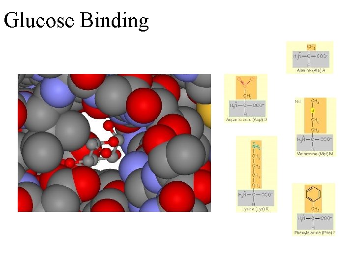 Glucose Binding 