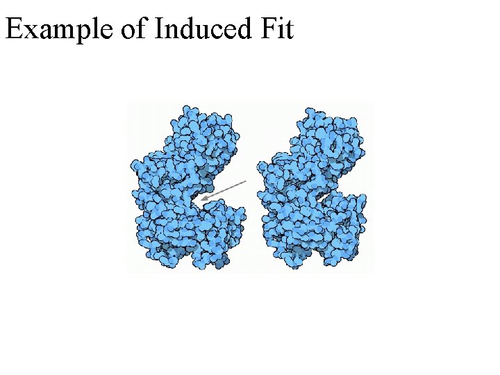 Example of Induced Fit 