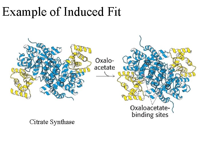 Example of Induced Fit Citrate Synthase 