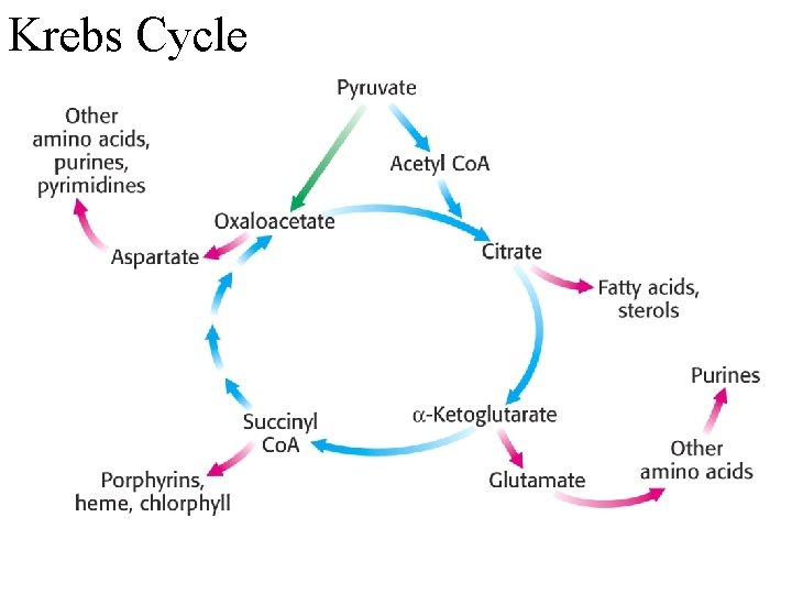 Krebs Cycle 