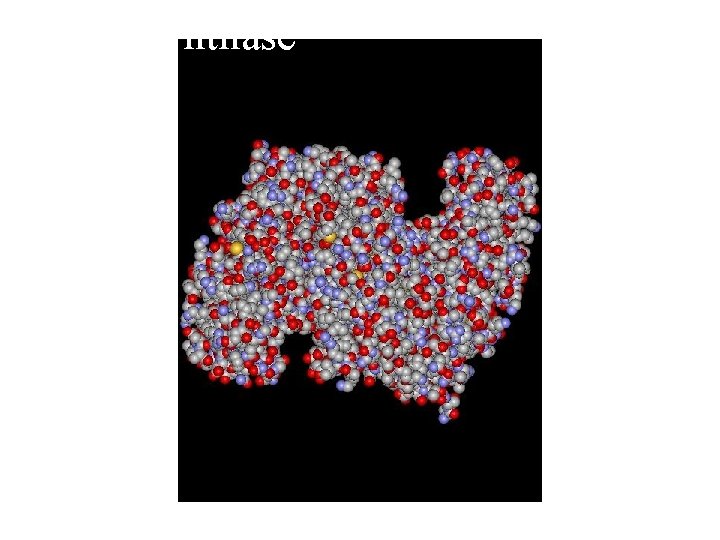 Citrate Synthase 