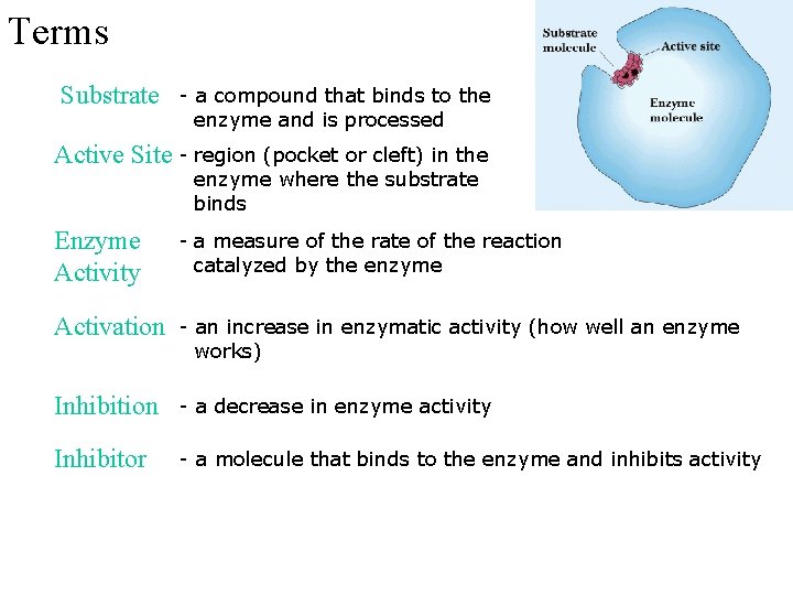 Terms Substrate - a compound that binds to the enzyme and is processed Active