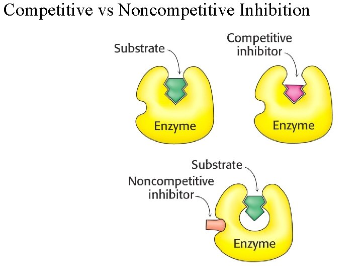 Competitive vs Noncompetitive Inhibition 