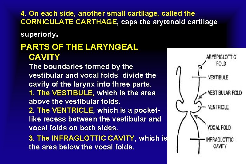 4. On each side, another small cartilage, called the CORNICULATE CARTHAGE, caps the arytenoid