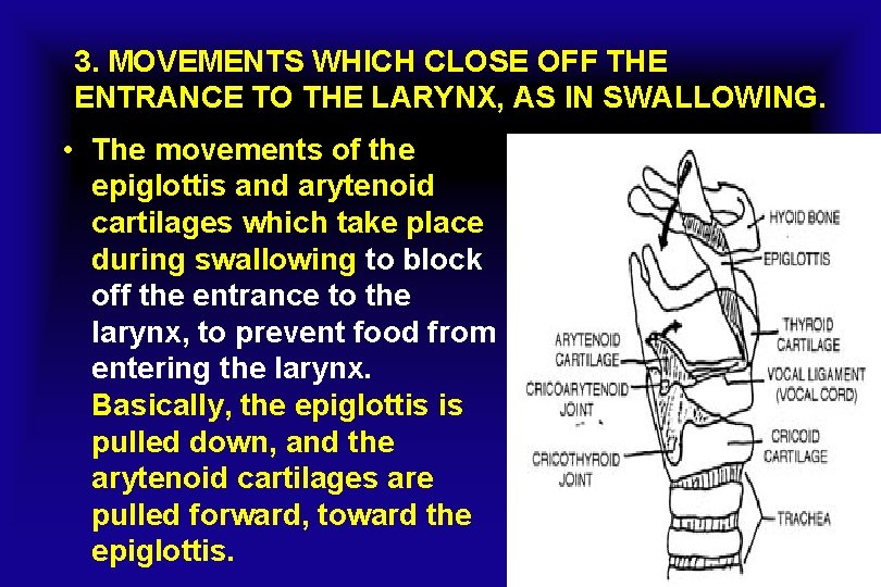 3. MOVEMENTS WHICH CLOSE OFF THE ENTRANCE TO THE LARYNX, AS IN SWALLOWING. •