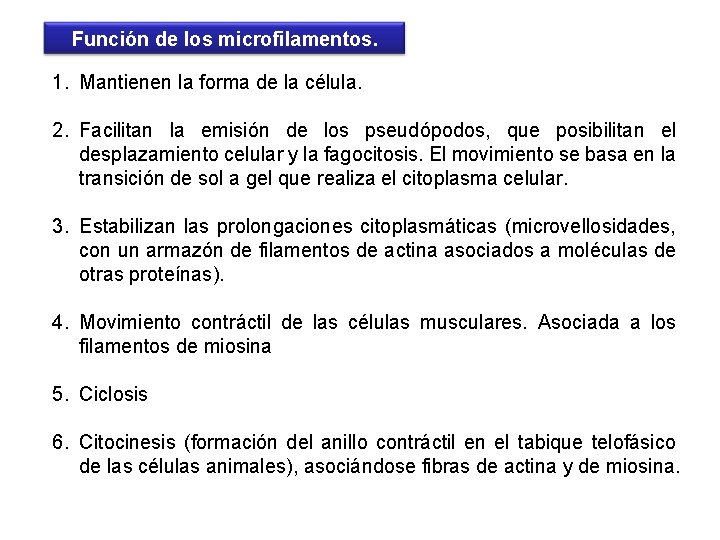 Función de los microfilamentos. 1. Mantienen la forma de la célula. 2. Facilitan la