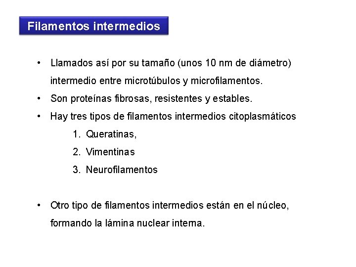 Filamentos intermedios • Llamados así por su tamaño (unos 10 nm de diámetro) intermedio