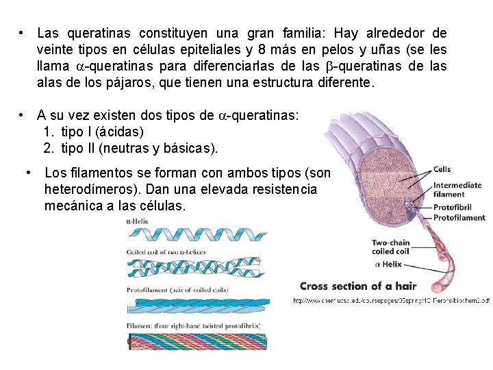  • Las queratinas constituyen una gran familia: Hay alrededor de veinte tipos en