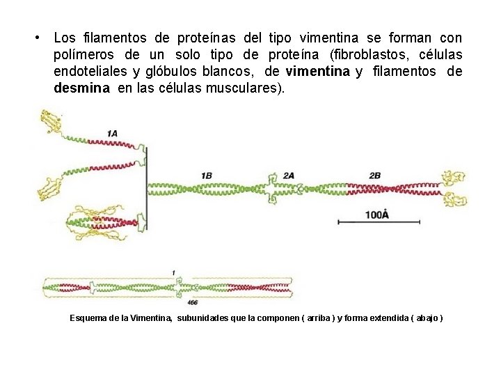  • Los filamentos de proteínas del tipo vimentina se forman con polímeros de