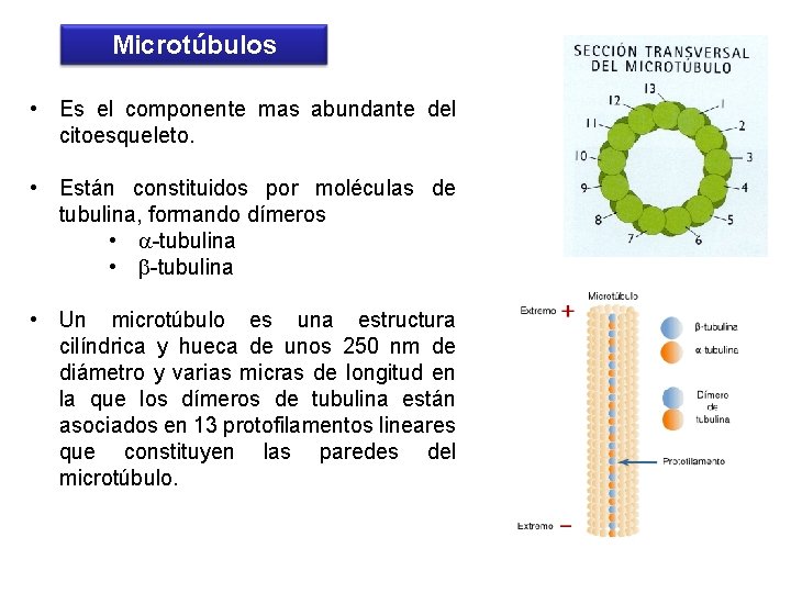 Microtúbulos • Es el componente mas abundante del citoesqueleto. • Están constituidos por moléculas