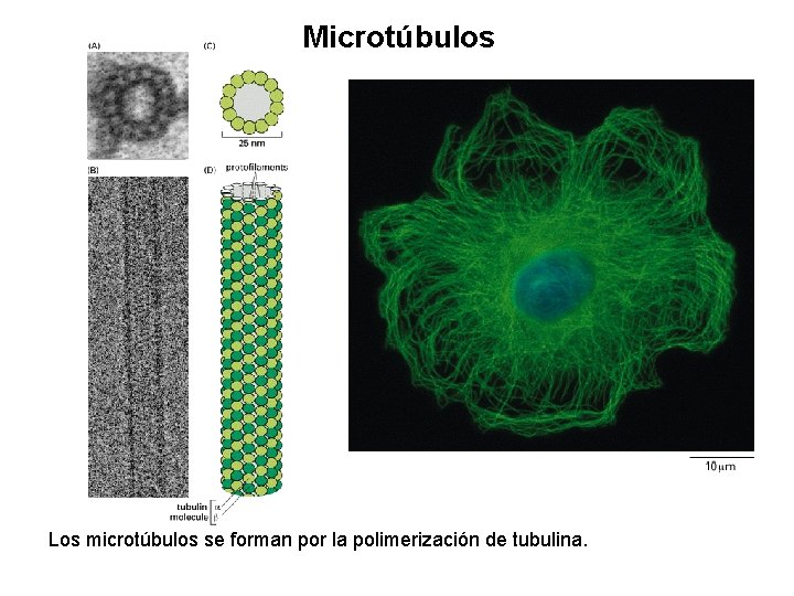 Microtúbulos Los microtúbulos se forman por la polimerización de tubulina. 