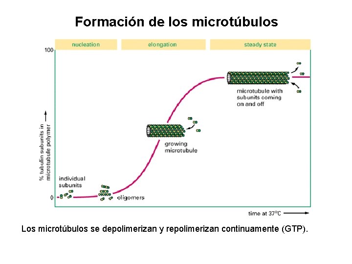 Formación de los microtúbulos Los microtúbulos se depolimerizan y repolimerizan continuamente (GTP). 