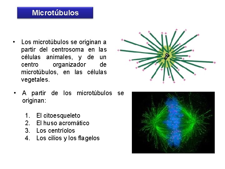Microtúbulos • Los microtúbulos se originan a partir del centrosoma en las células animales,