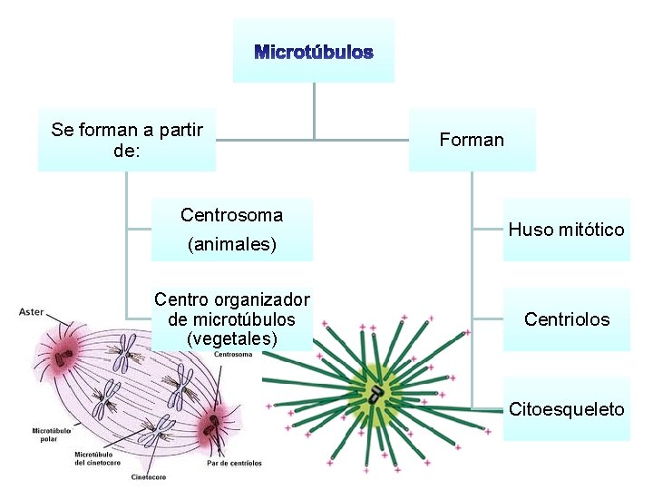 Se forman a partir de: Forman Centrosoma (animales) Huso mitótico Centro organizador de microtúbulos