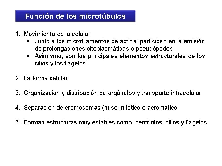 Función de los microtúbulos 1. Movimiento de la célula: § Junto a los microfilamentos