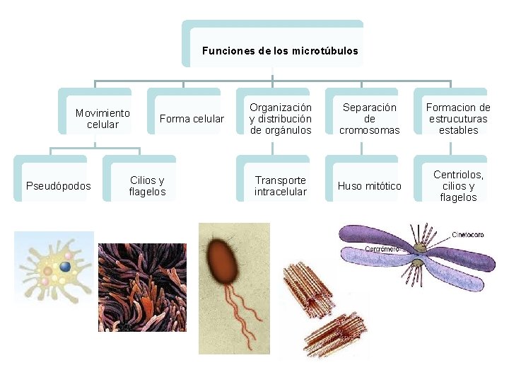 Funciones de los microtúbulos Movimiento celular Pseudópodos Forma celular Cilios y flagelos Organización y