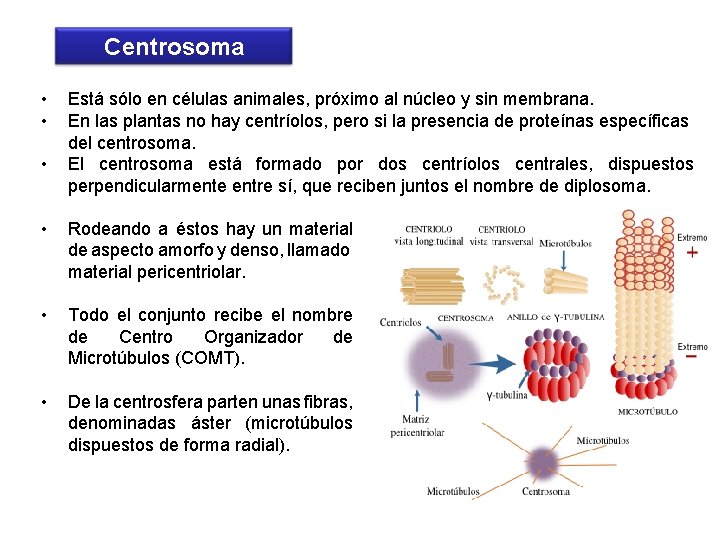 Centrosoma • • • Está sólo en células animales, próximo al núcleo y sin