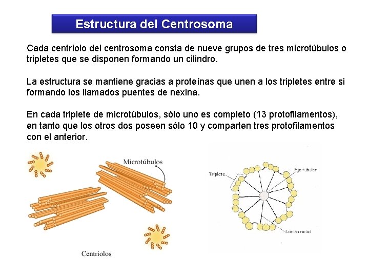 Estructura del Centrosoma Cada centríolo del centrosoma consta de nueve grupos de tres microtúbulos