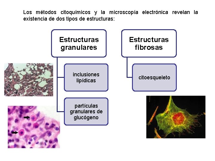 Los métodos citoquímicos y la microscopía electrónica revelan la existencia de dos tipos de