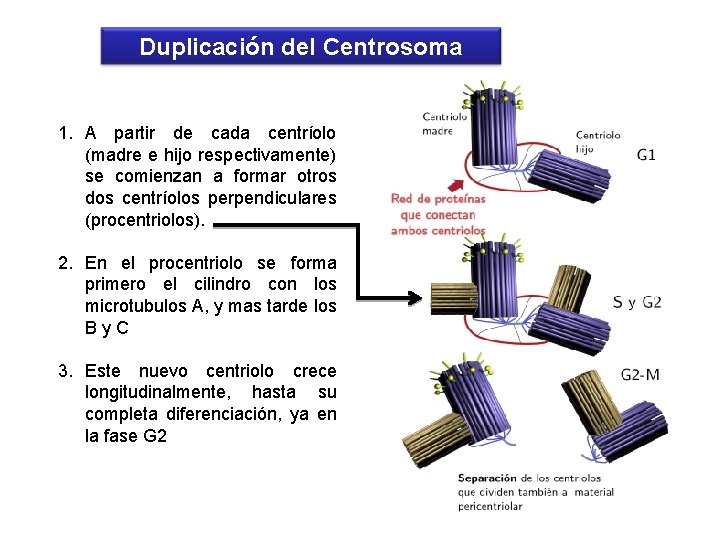 Duplicación del Centrosoma 1. A partir de cada centríolo (madre e hijo respectivamente) se