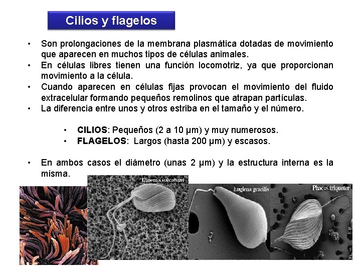 Cilios y flagelos • • Son prolongaciones de la membrana plasmática dotadas de movimiento