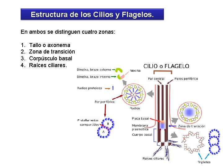 Estructura de los Cilios y Flagelos. En ambos se distinguen cuatro zonas: 1. 2.