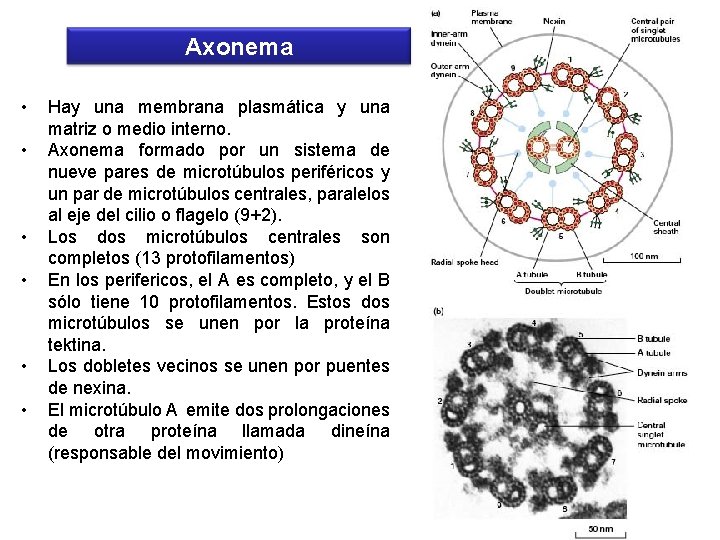 Axonema • • • Hay una membrana plasmática y una matriz o medio interno.