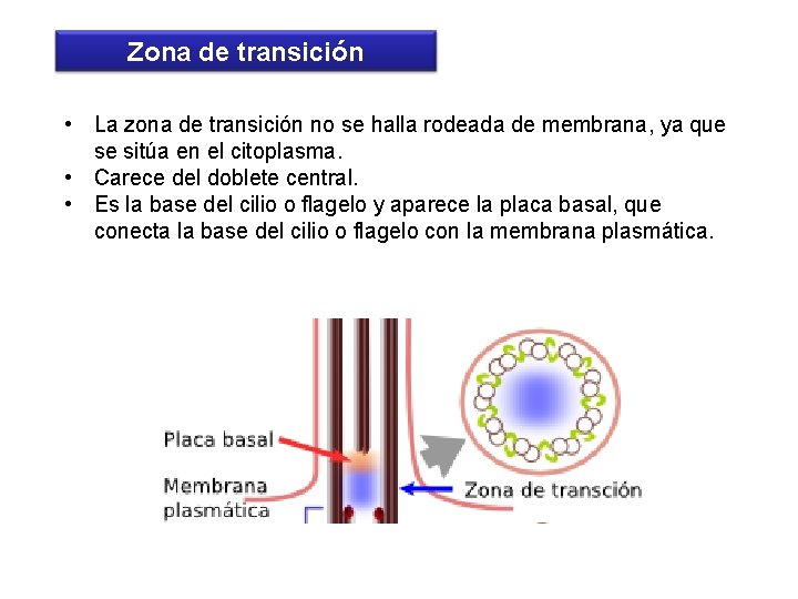 Zona de transición • La zona de transición no se halla rodeada de membrana,