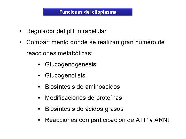 Funciones del citoplasma • Regulador del p. H intracelular • Compartimento donde se realizan