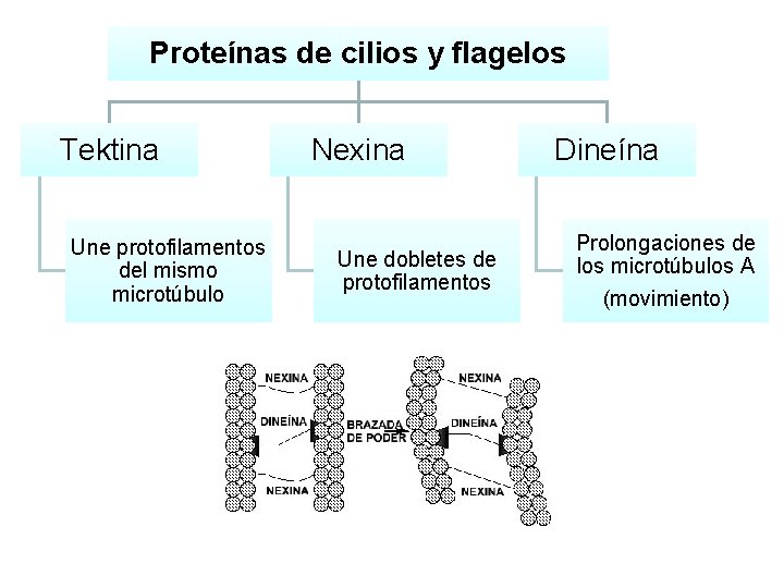 Proteínas de cilios y flagelos Tektina Une protofilamentos del mismo microtúbulo Nexina Une dobletes