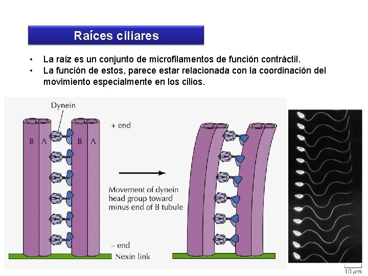 Raíces ciliares • • La raíz es un conjunto de microfilamentos de función contráctil.